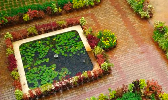 lily pads in a water feature