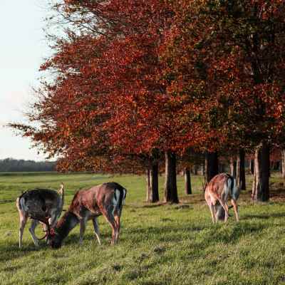 Phoenix Park