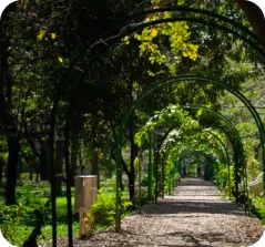 cubbon park