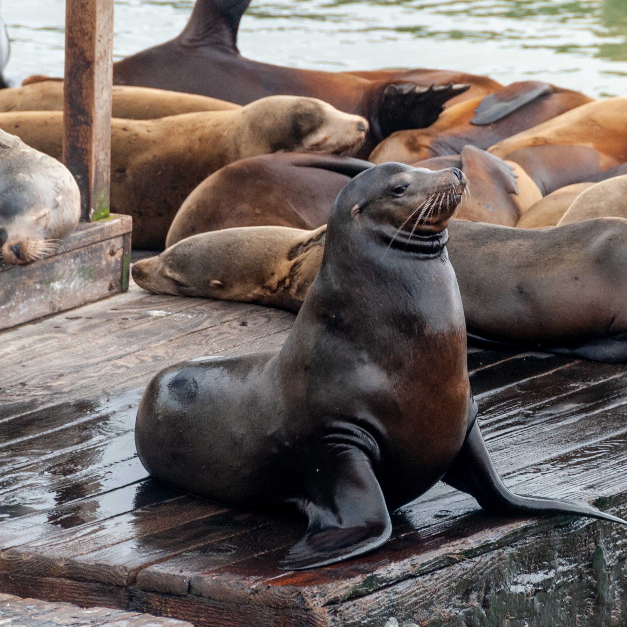 Sea Lions