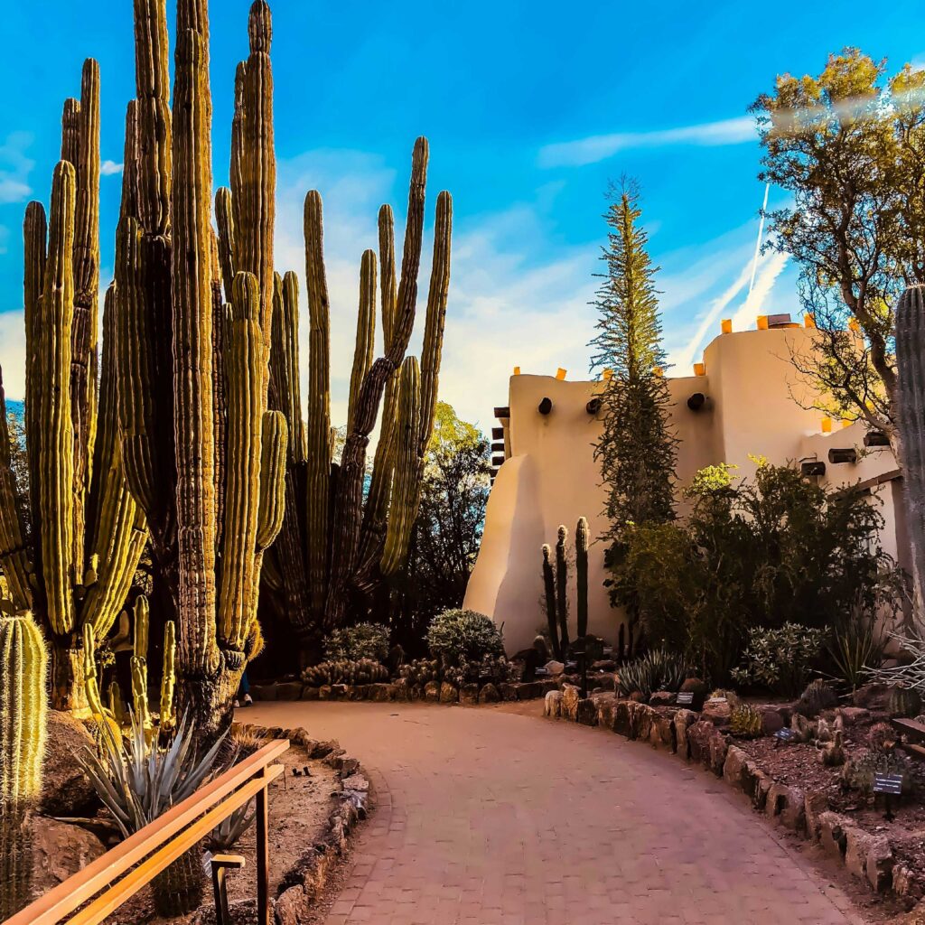 Desert Botanical Garden