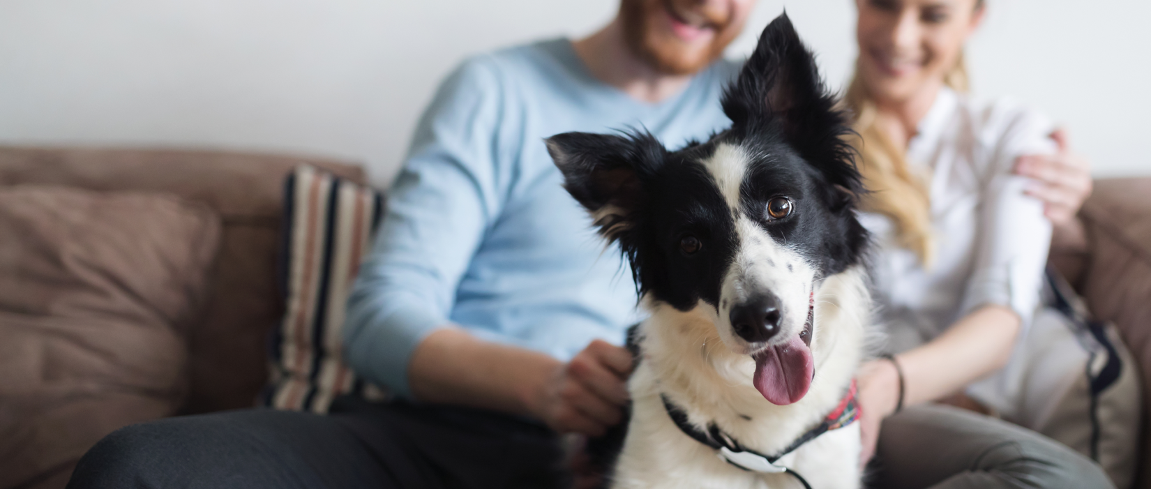 A happy dog with it's people