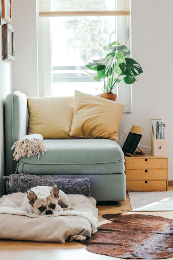 a cozy apartment and a bulldog