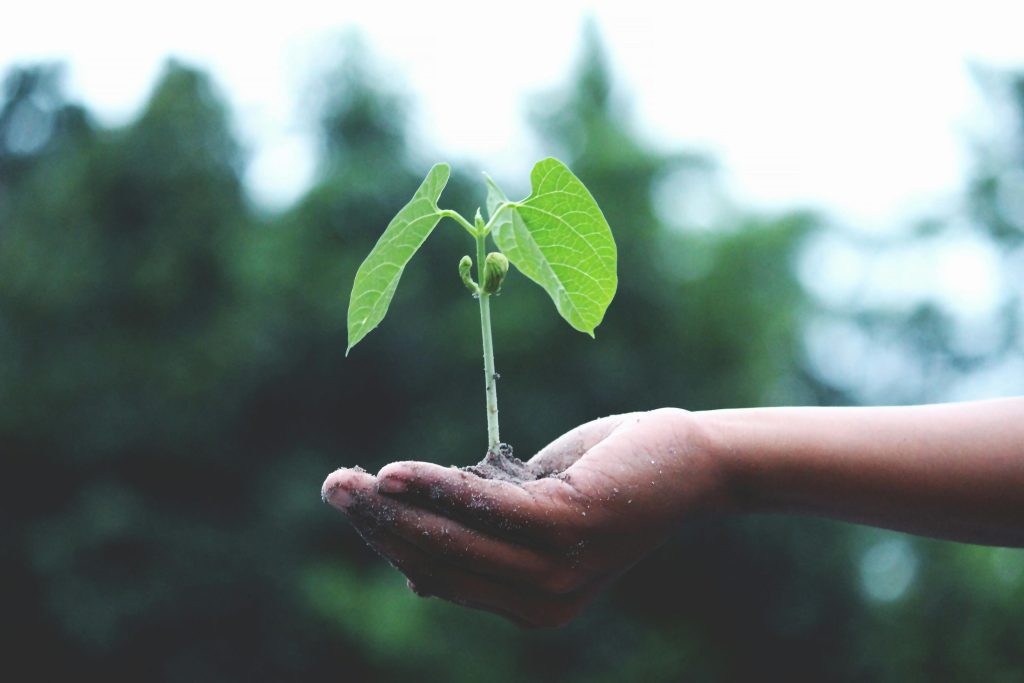 plant in hand.