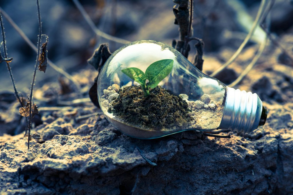 Plant growing in a lightbulb.