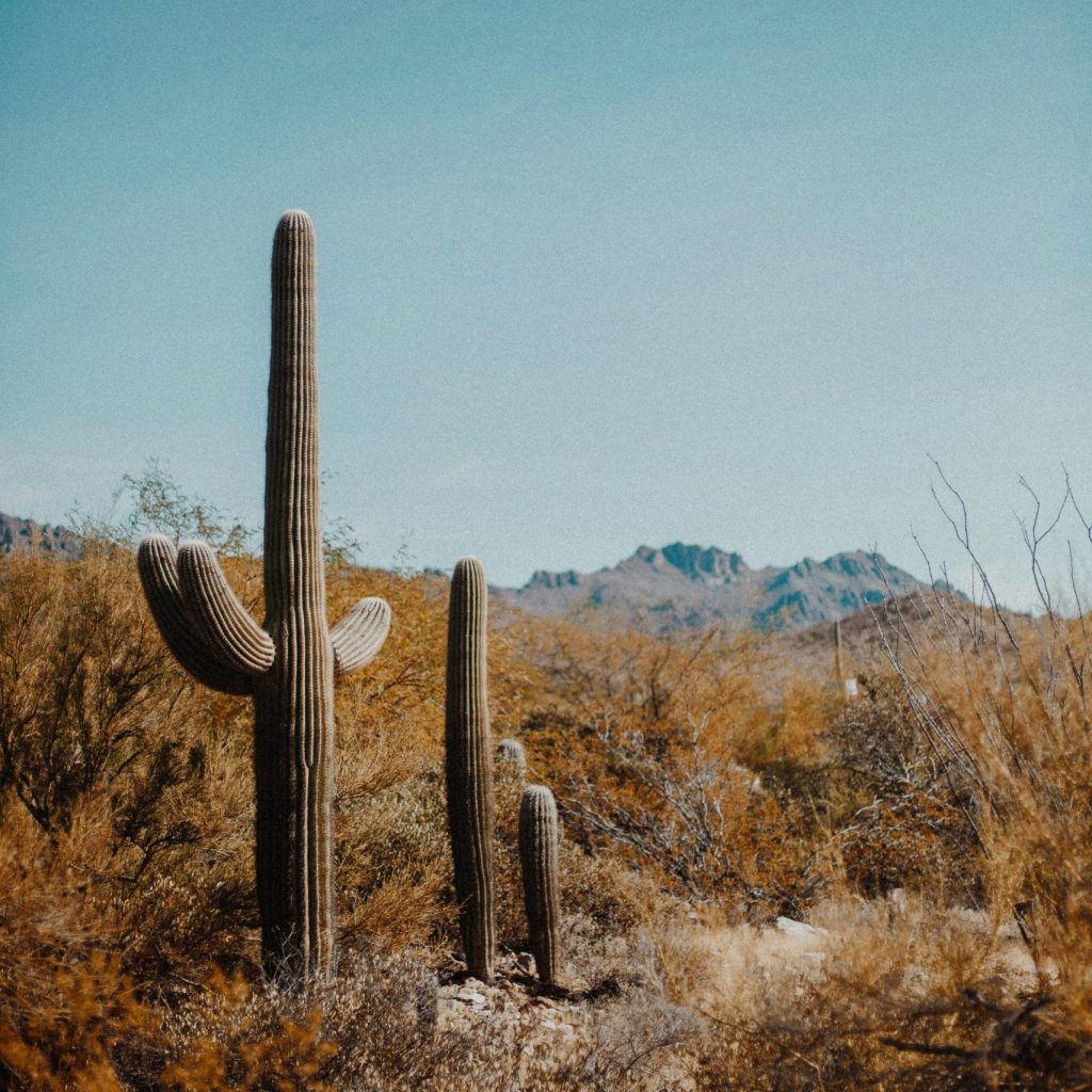 Cactus on Brown Field During Daytime
