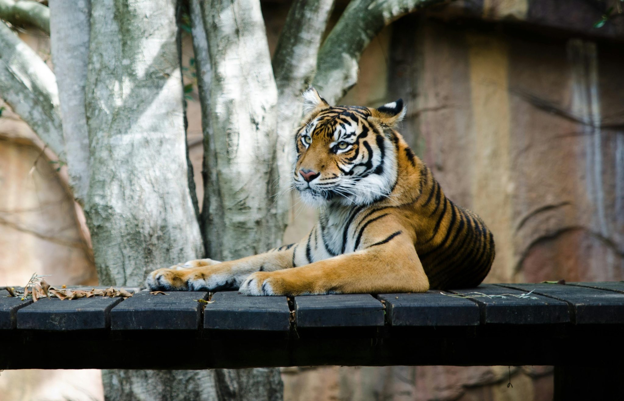Riyadh Zoo